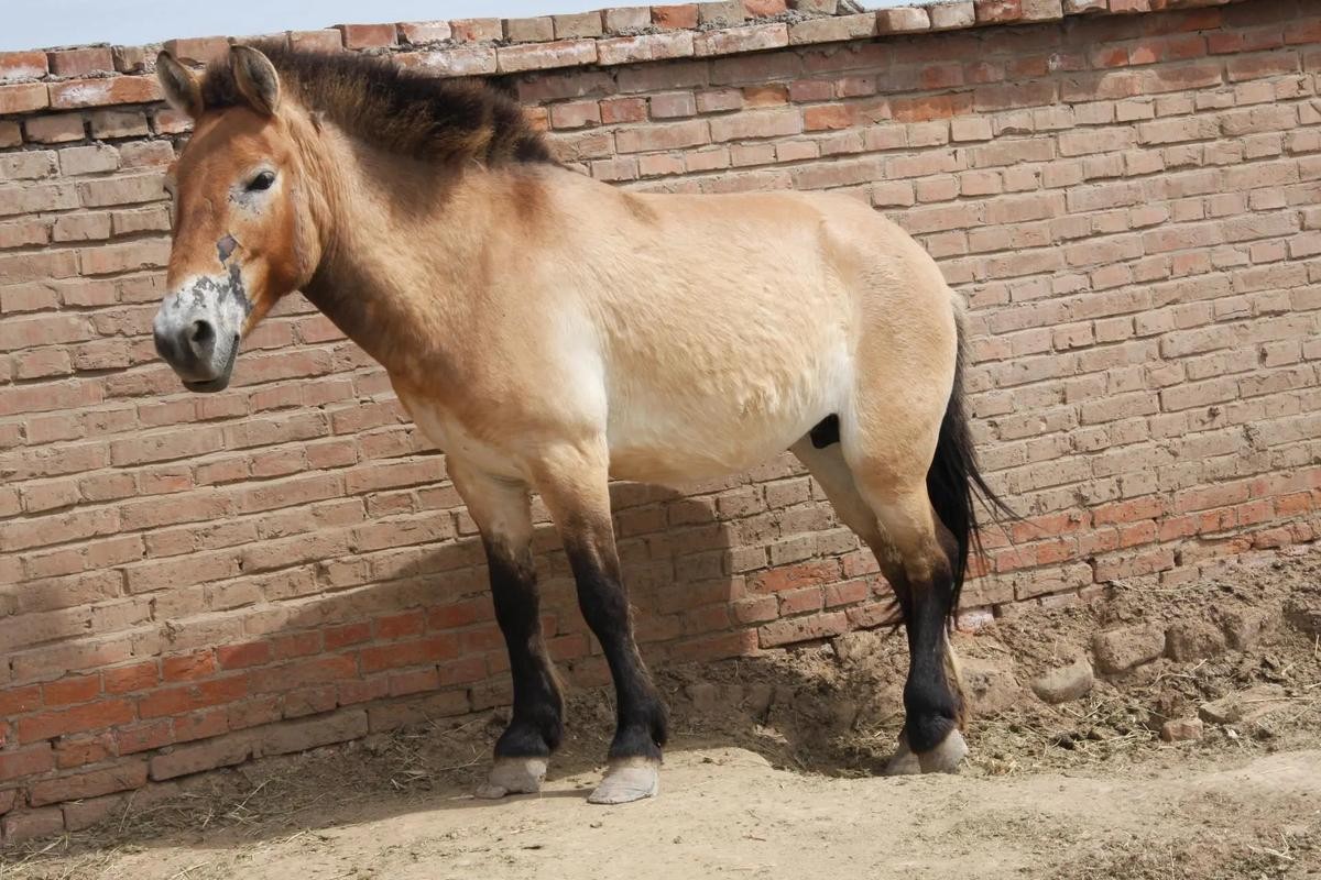 普氏野马，北京动物园的唯一野生奇缘之旅